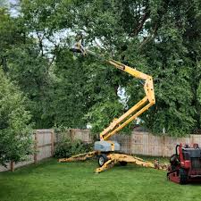 Best Stump Grinding and Removal  in Angola, IN