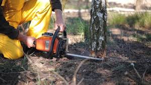 Professional Tree Removal in Angola, IN