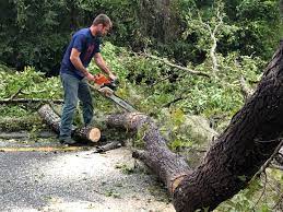 Best Tree Preservation Services  in Angola, IN